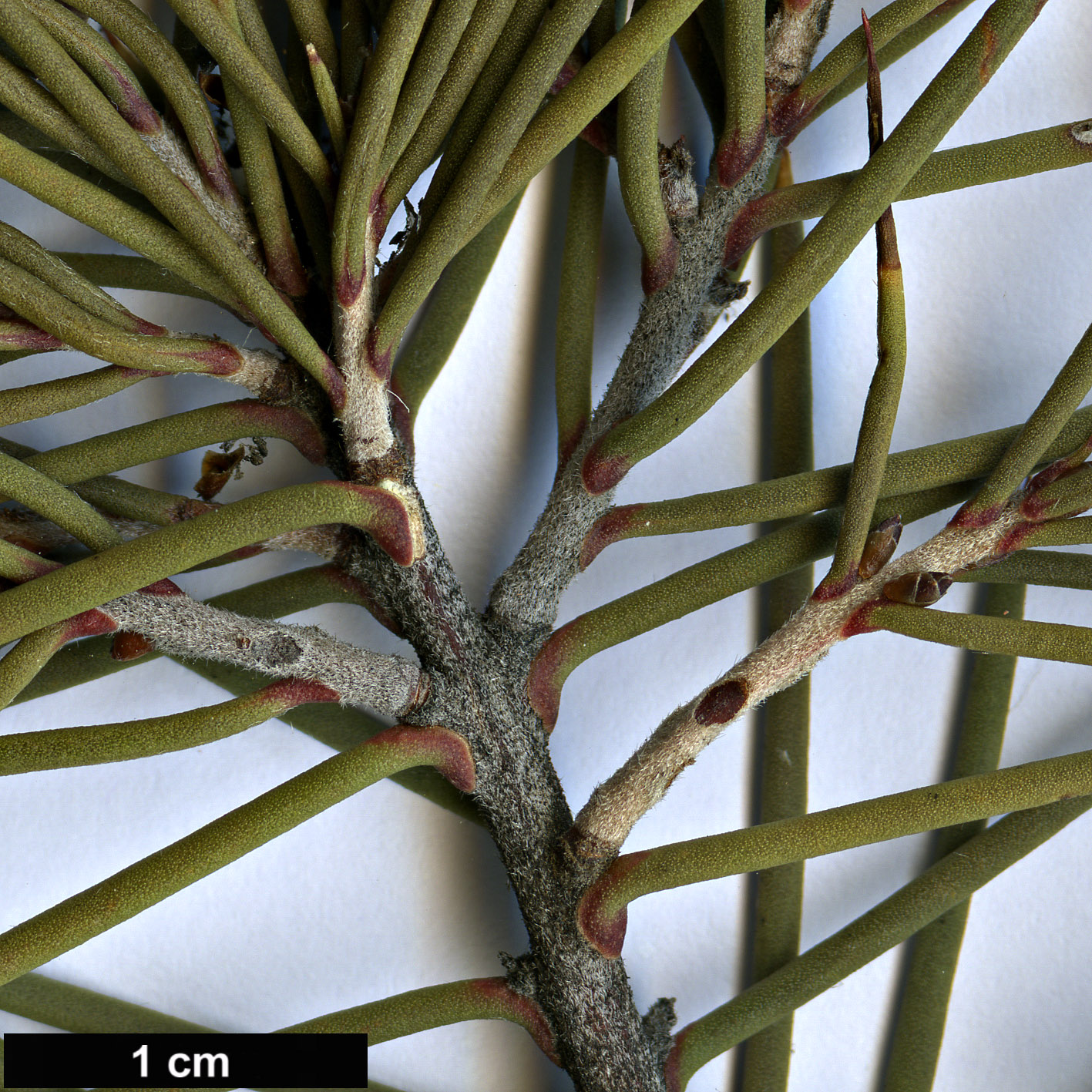 High resolution image: Family: Proteaceae - Genus: Hakea - Taxon: decurrens - SpeciesSub: subsp. platytaenia